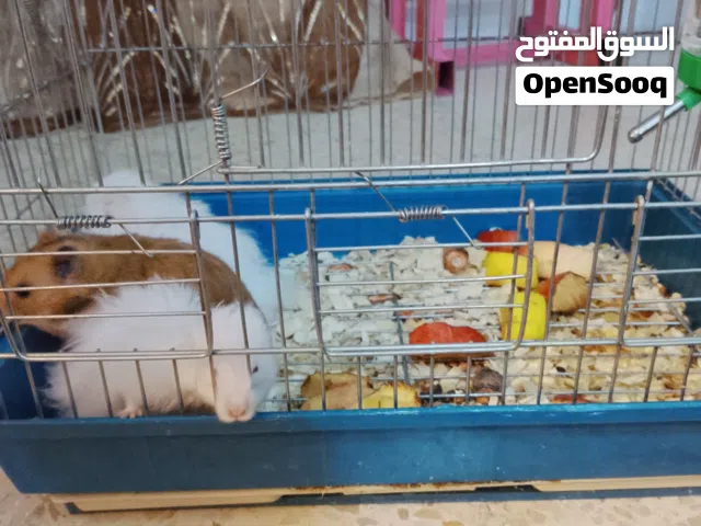 همستر 3 ذكرين وانثا مع قفصهم جديد واصل لبيتك 20
