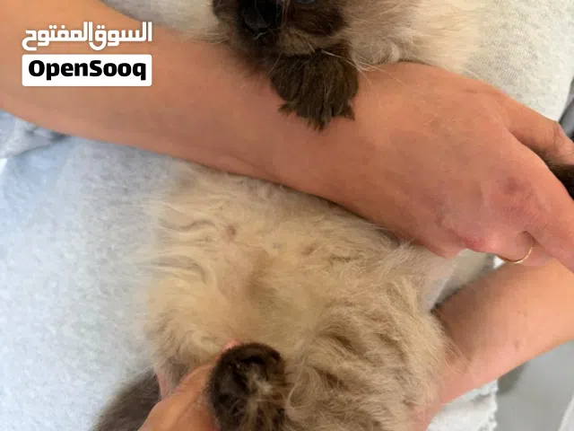 hamalayian cat