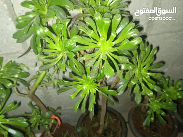 شتل زينه داخلي و خارجي للبيع وشجر مثمر