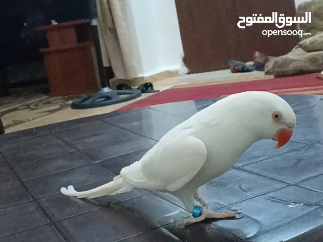 دره متكلم ودره اليف كوكتيل وروز اليف