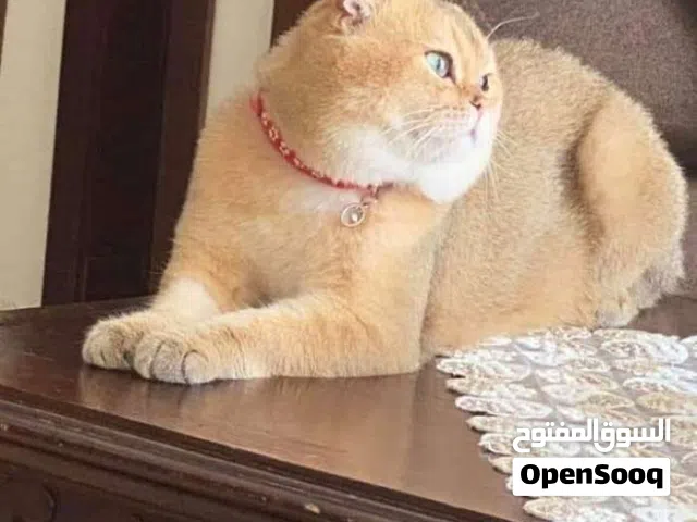 ذكور للتزاوج وتحسين النسل من اجمل الذكور على مستوى المملكه صحه ونضافه واهتمام ماخدين مطاعيم وصحتهم ت