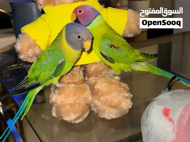 زوج ببغاء بلوم هيد