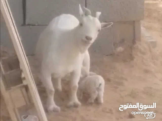 عنز وفحل فلبلينيات اصليات  اللون أبيض اصليات تحفة ماشاءالله تبارك الله