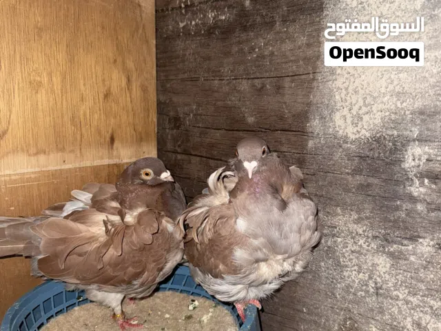لبيع بسعرًمناسب