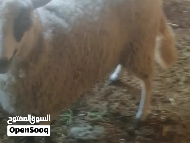 ثنيه روماني مقنوه او لحم