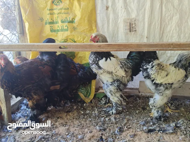 ديوك براهماء سبرايت حجم ربي ايبارك درجة اولي