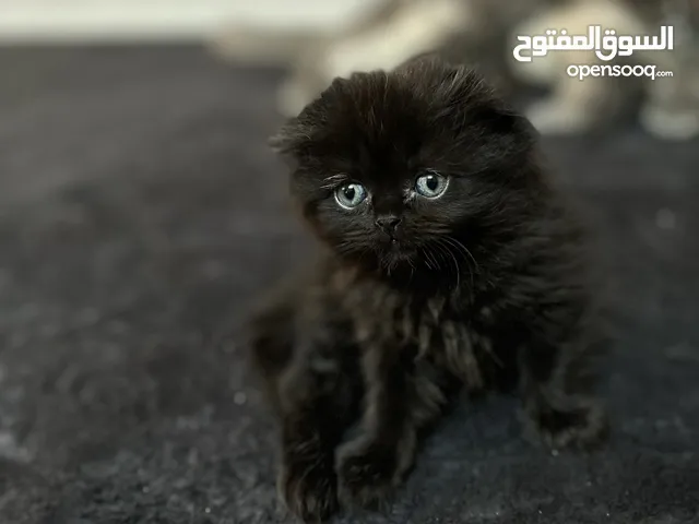 كيتن "قطط" للبيع