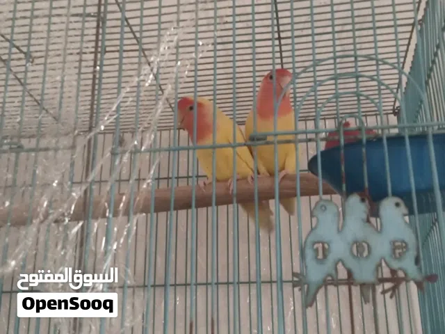 بغبغاء غندور روز