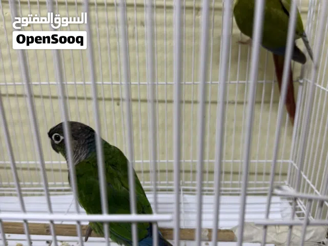 Greek Conur healthy and active