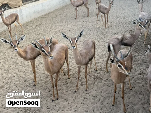 متوفر مجموعه حيونات ب اسعار طيبه