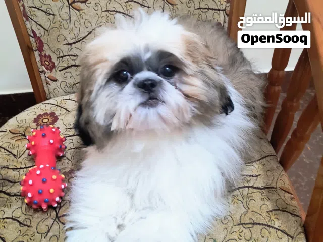 5 month old shihtzu puppy