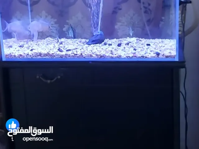حوض سمك كرستال مع طاولتو