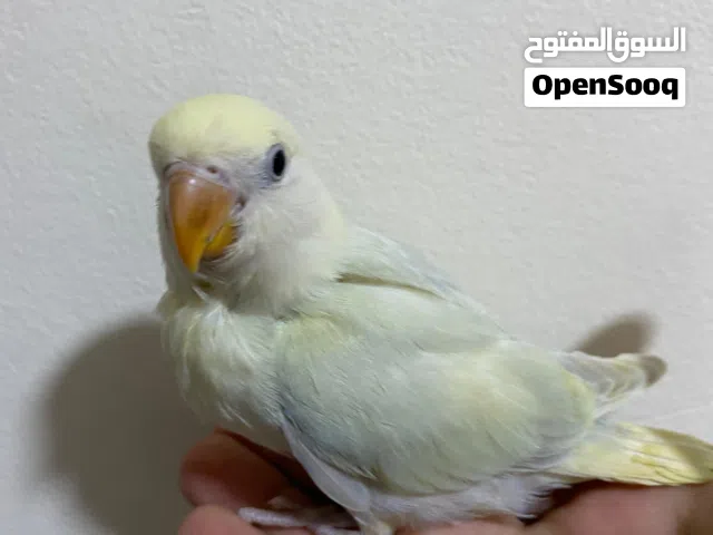 حبة روز أليفة زق يدوي على وجه فطم بتيجي عليك طيران لون مميز طفرة