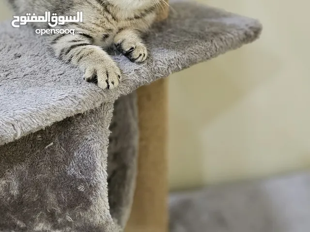 سكوتش فولد- Scottish fold