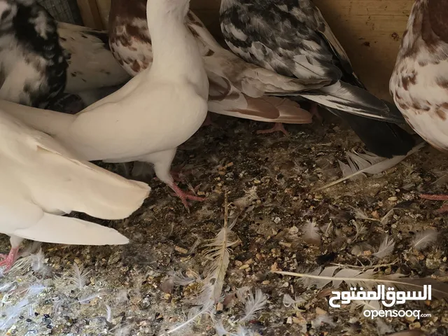 حمام تور وارافل