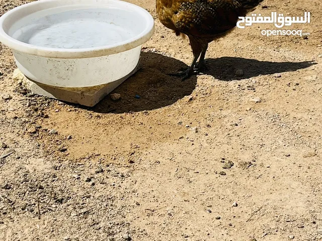 كتاكيت عربي