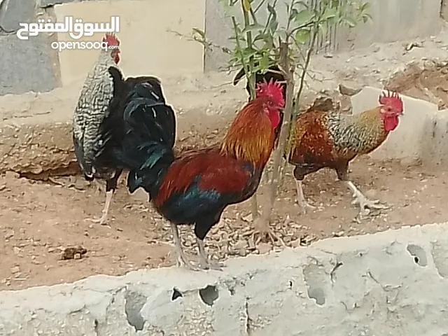 ثلاث ديوك للبيع