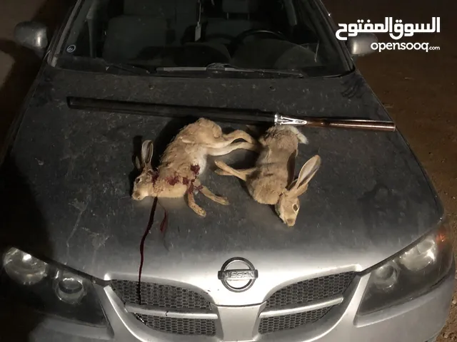 جدي غزال ريم للبيع
