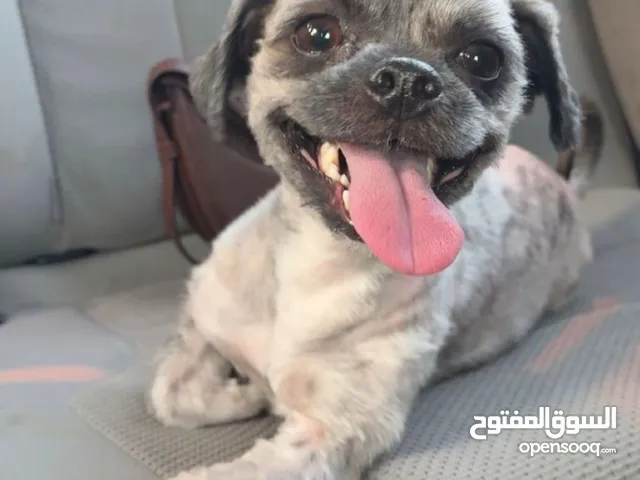 Free 1-Year-Old Shih Tzu Looking for a New Home مجاناً كلب شيتزو يبحث عن منزل جديد