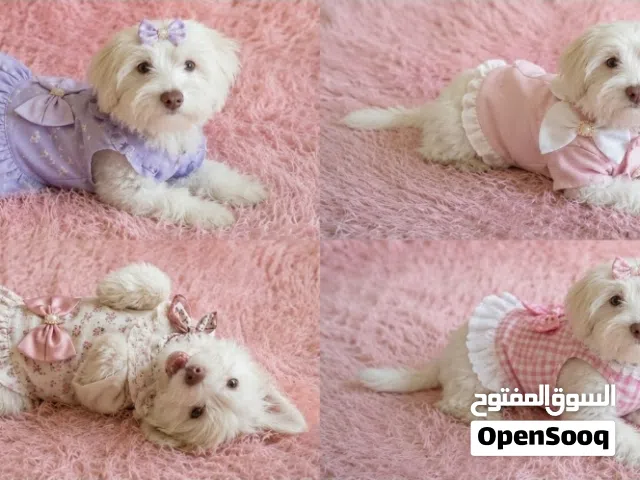 جرو انثي بموربنيان للبيع