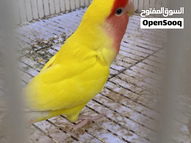 روز اليف للبيع