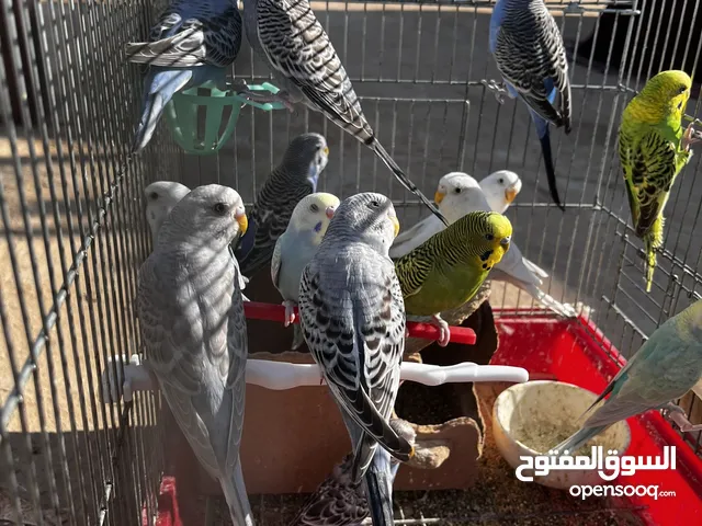 عصافير حب...