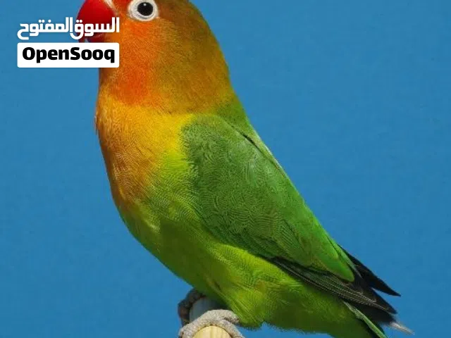 بغبغاء  فيشر. أنثى.