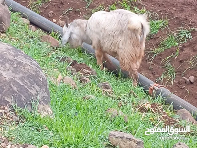 تياسين للبيع ب 15,000