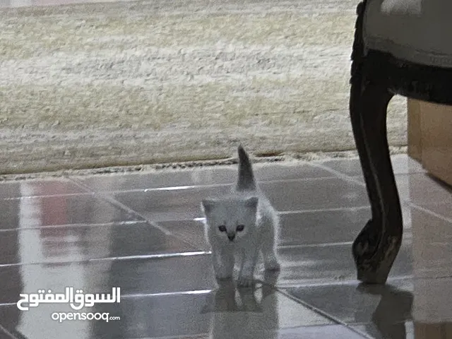 قطة صغيرة نوعها ما بعرف امها شرازي وابوها برتش