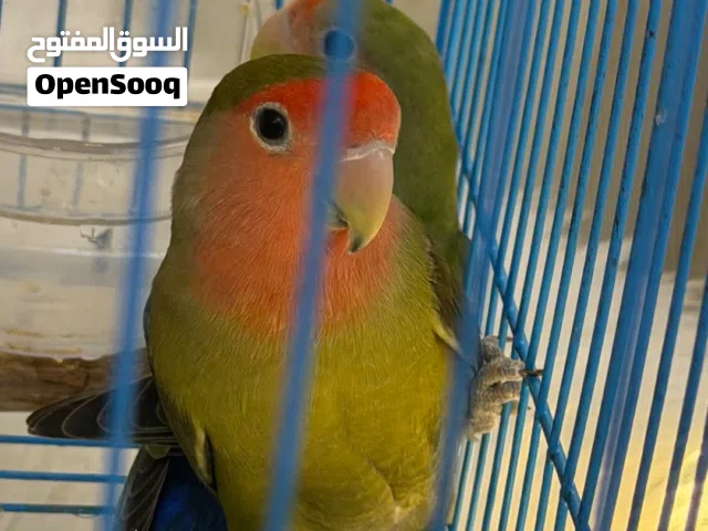 روز زوج للبيع
