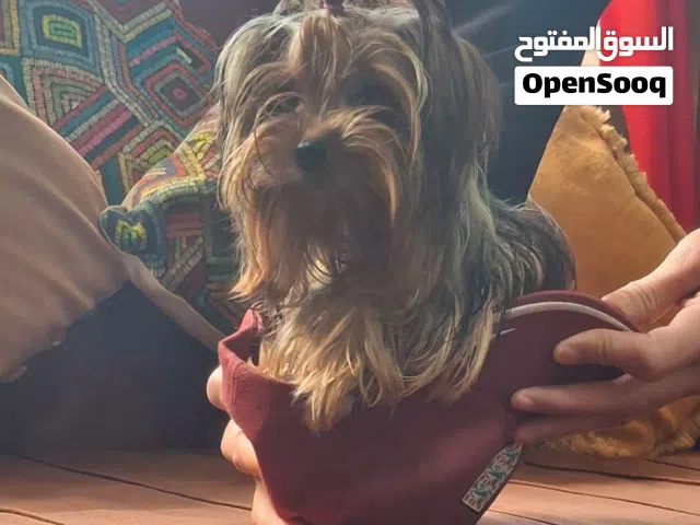 اخر انثى يوركشير تيرر (T-Cup) مميزة جداً - أحفاد وارد أوكرانيا