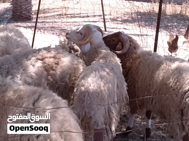 اضاحي للبيع