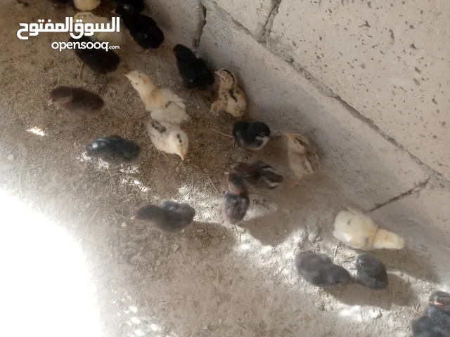 صوص بلدي للبيع واتس اب فقط