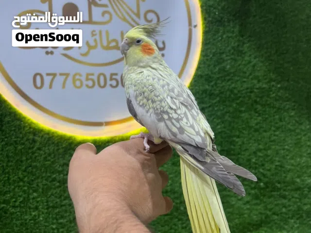 للبيع)  ببغاء الكوكتيل (الكروان) اليف  النوع كشميرش السعر56,000 مع التوصيل و القفص