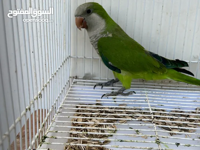 جوز ببغاء كوكير ذكر وانثاي