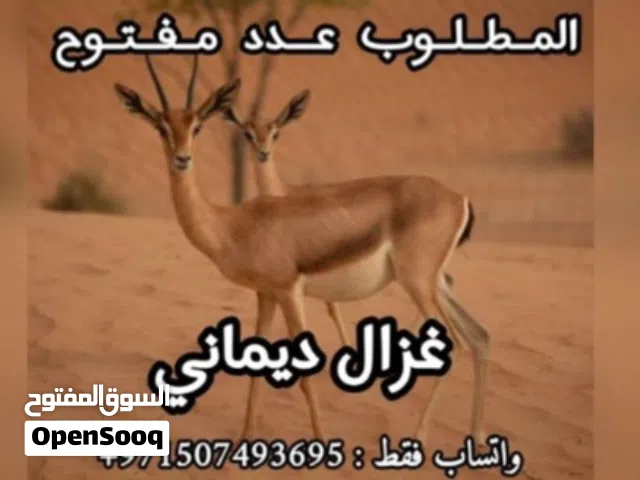 مطلوب غزلان  ديماني عدد مفتوح