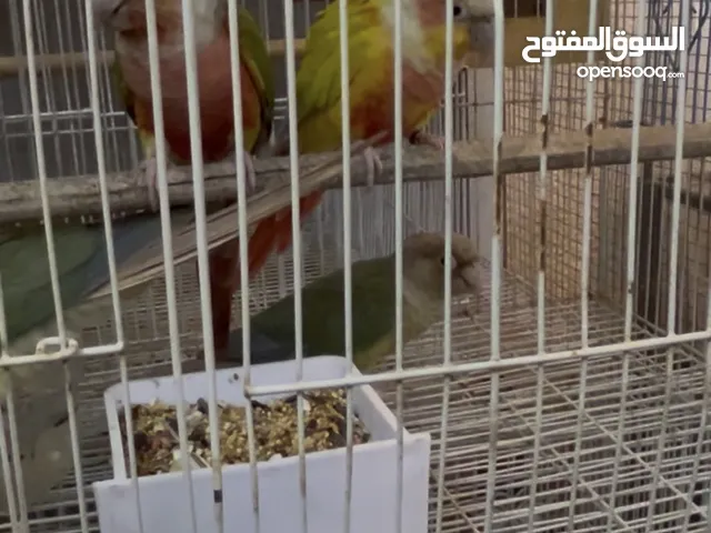 ببغاء كنيور جميع الوان