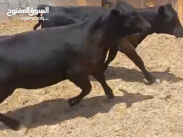 عجول انجوس عمر 7 شهور