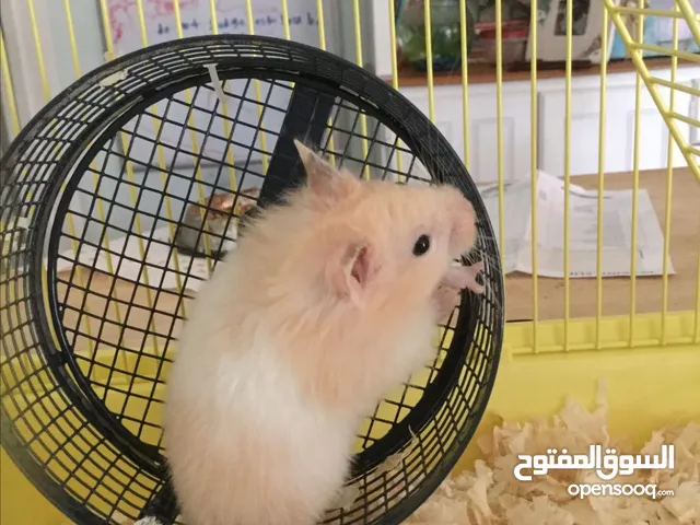 هامستر سوري للبيع.                       ً.