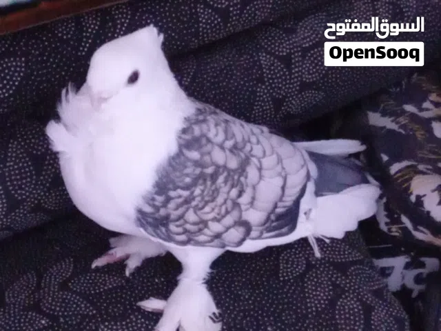 حمامه للبيع جميله كلش