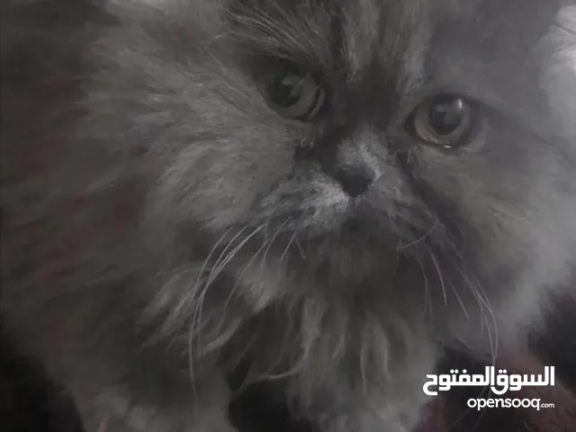 قط همالايا سكني أليف جدا