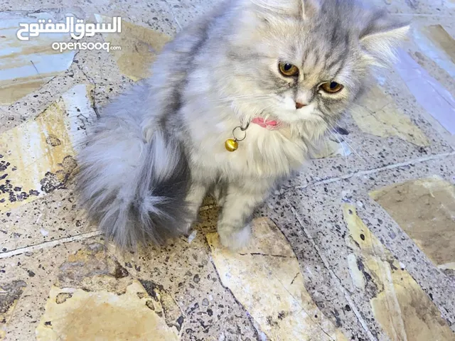 قطط للبيع مااعرف بيهن شتريتهن وريد ابيعهم مااعرف اداريهم ماخذهن 250 شتنطوني اخذوهن