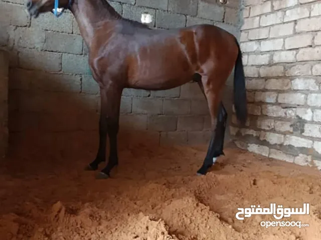فلو 11شهر ربي ايبارك