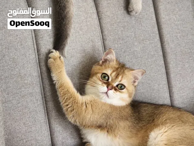 للبيع او البدل بما يناسب قطط سكوتش فولد ستريت ذكر وأنثى إقراء الوصف