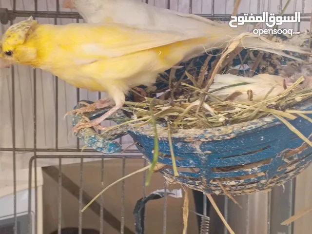ما شاء الله 4 جواز كنار فوق النخب شغالات للبيع او للبدل/سحاب