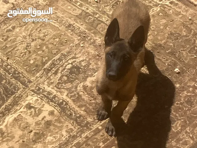 جراو بلجم عمر 3 شهور عطبيعه بجنن