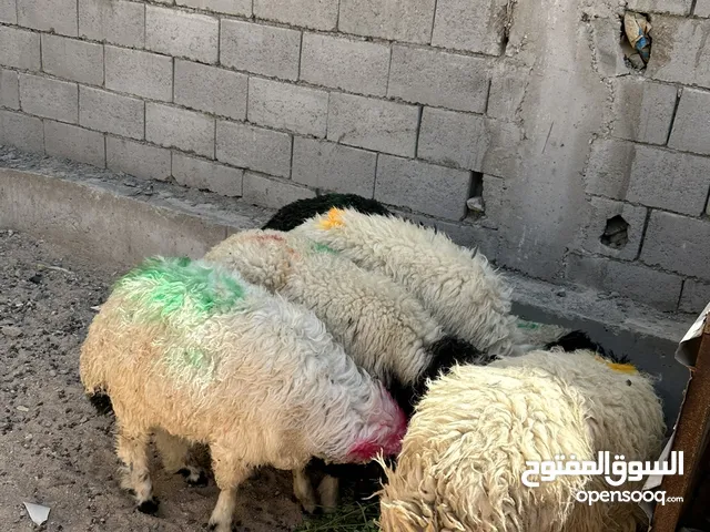 طليان البيع حلوات وخشنات وسمان