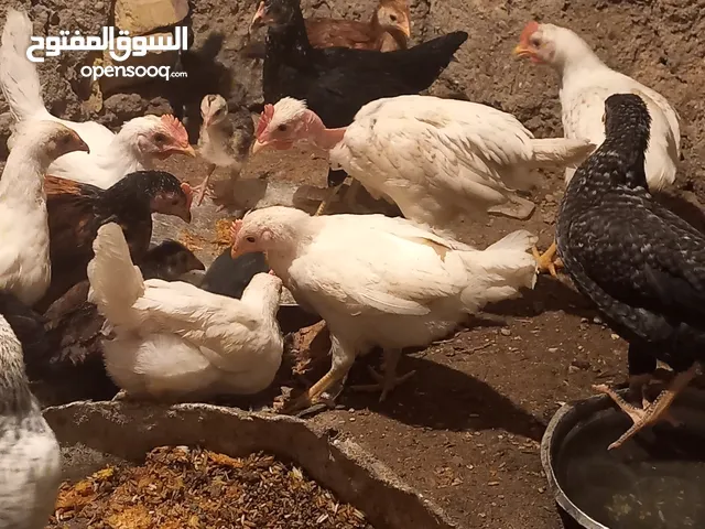سلام عليكم دجاج البيع عمرهن 5 شهر دجاج مال بيت بيهن ورد باكله وبيهن سود وبيهن ابو ركيبه