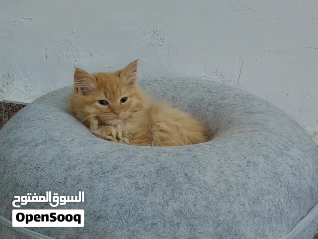 قطط شيرازي للبيع عدد 3 ايناث إلي سحب يراسل وكون إلي يشتريها يخاف الله بيها