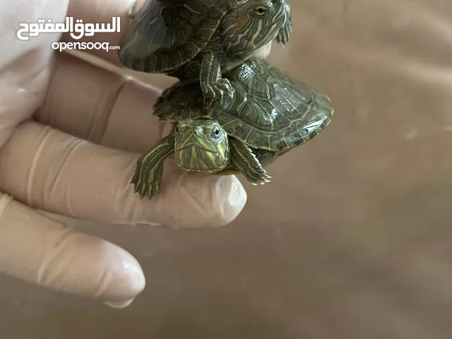 Water Turtles / سلاحف مائية